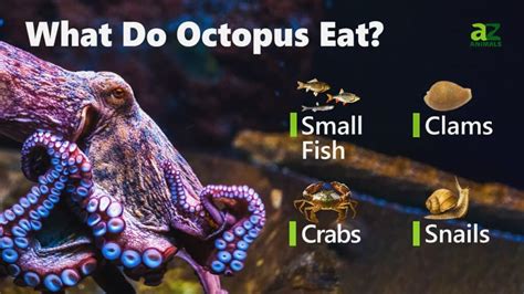 do octopus eat stingrays